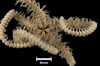 Media type: image;   Invertebrate Zoology OPH-2128 Description: Bottom of brittle star with mouth visible.;  Aspect: ventral